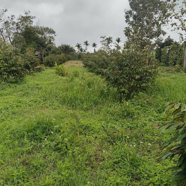 Đất nền mặt tiền đường Hà Lan, Buôn Hồ 1900m² - Giá thỏa thuận hấp dẫn!