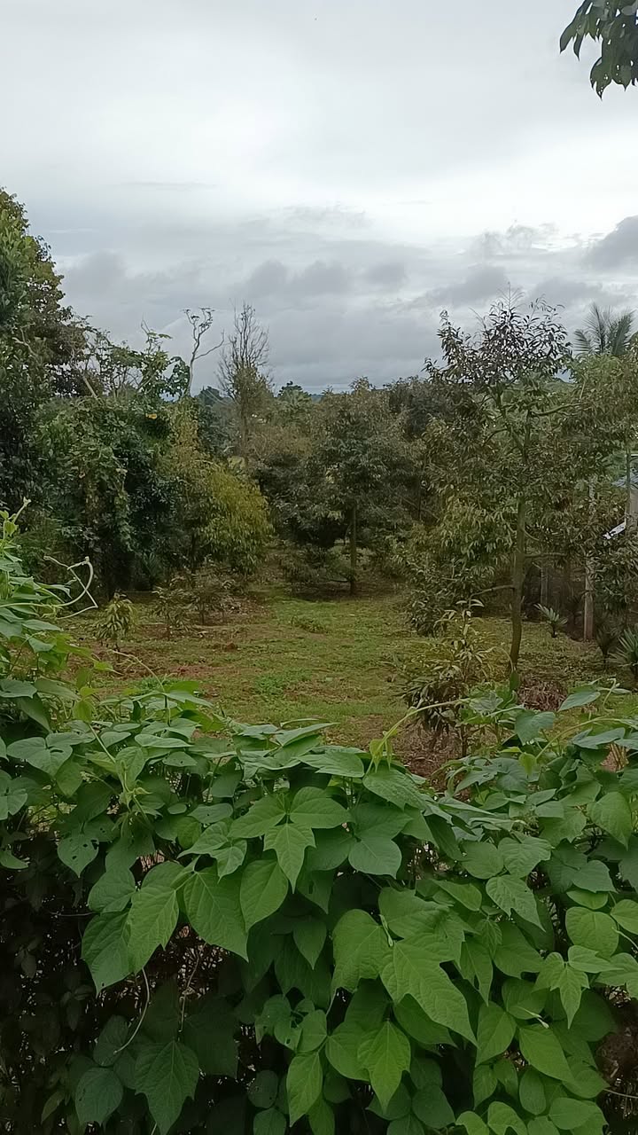 Bán đất thổ cư tại xã Pơng Drang, Krông Búk, Đắk Lắk - Giá 848 triệu, hướng Bắc, view đồng lúa!