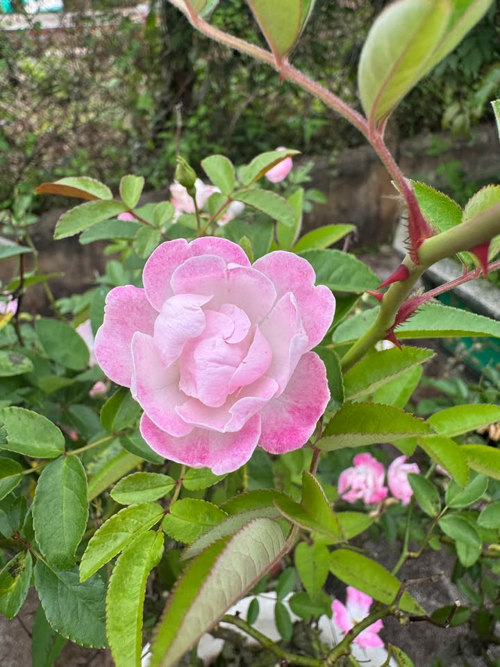 Đất thổ cư 60 Hoàng Việt 8m² giá 250 triệu - Hạ giá bán gấp!