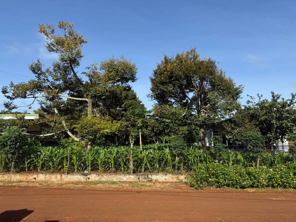 Đất nền Phú Xuân Krông Năng 1000m² giá 10 tỷ - Mặt tiền đường nhựa, gần chợ!