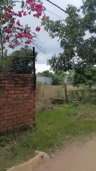 Đất thổ cư Ea Ô 500m² giá chỉ 40 triệu/m² - Đầu tư sinh lời cao!