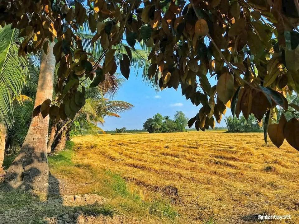 Đất nền An Ninh Châu Thành 10.000m² chỉ 800 triệu - Nhanh tay sở hữu!