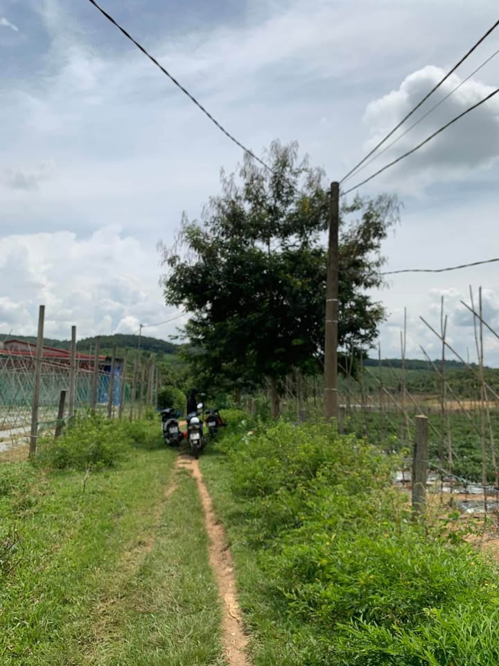 Đất thổ cư thôn 4 Đăk Cấm 250m² giá chỉ 2xx triệu - Đầu tư sinh lời ngay!