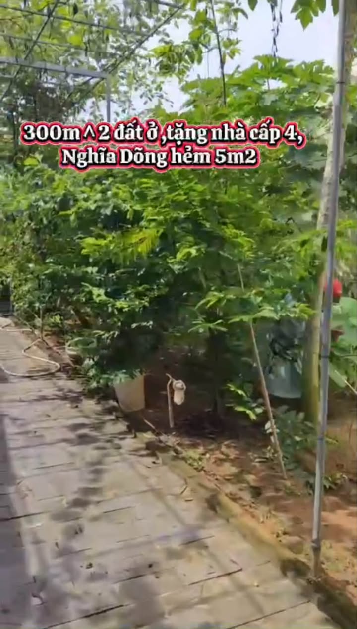 Nhà vườn Nghĩa Dõng Quảng Ngãi 300m² giá 2.2 tỷ - Sẵn sàng vào ở ngay!
