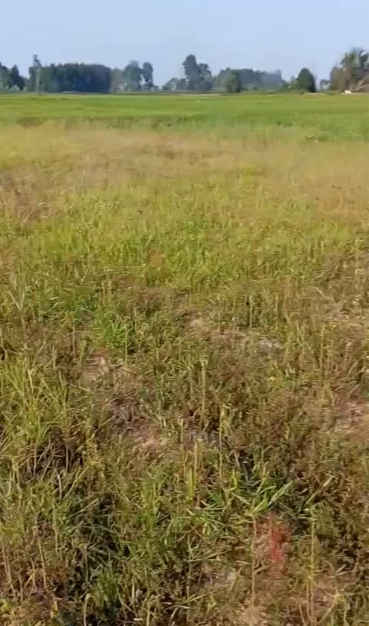 Đất trồng cây hàng năm tại Tịnh Khê, Quảng Ngãi 411m² chỉ 700 triệu - Cơ hội đầu tư hấp dẫn!