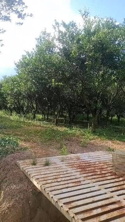 Đất rẫy Tân Định, Bắc Tân Uyên 21.000m² - Giá thỏa thuận hấp dẫn!