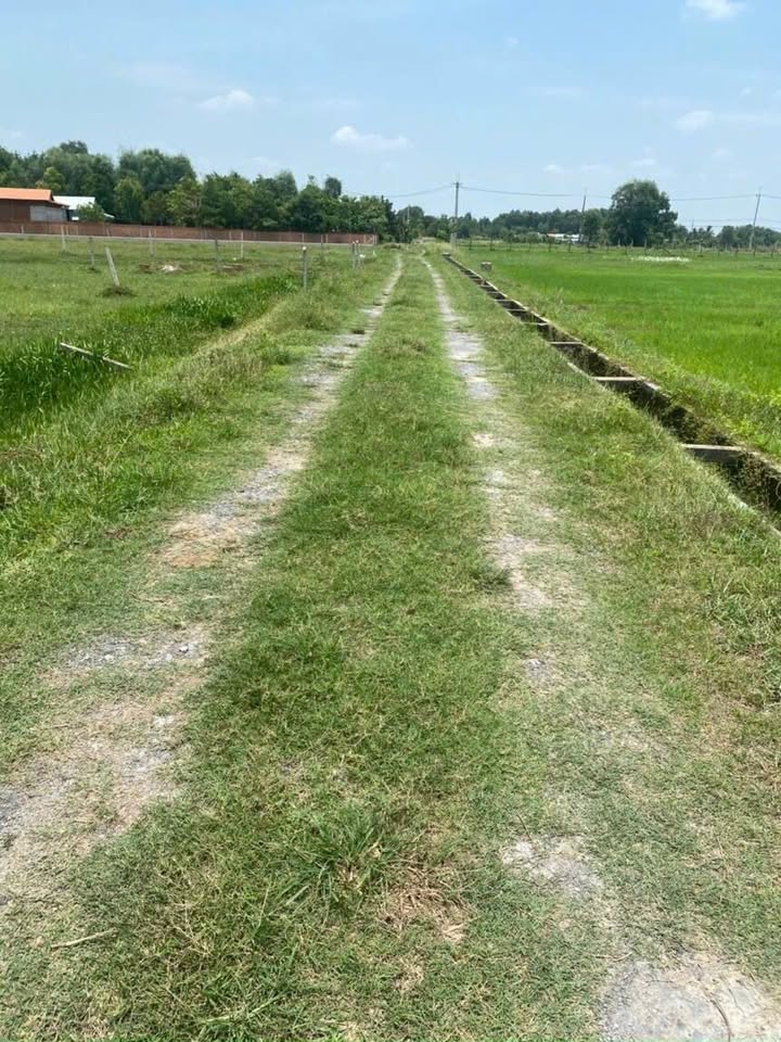 Đất trồng cây An Nhơn Tây Củ Chi 506m² giá 650 triệu - Cần bán gấp!