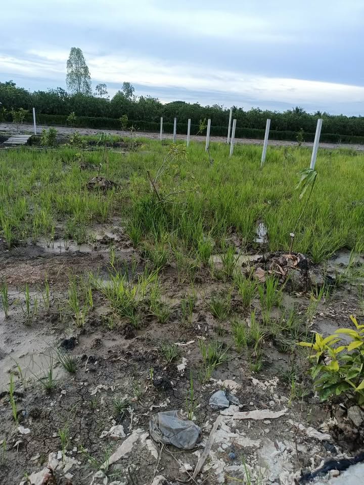 Đất vườn 20.000m² tại Vĩnh Châu - Châu Đốc chỉ 1.3 tỷ - Tiềm năng nghỉ dưỡng lớn!