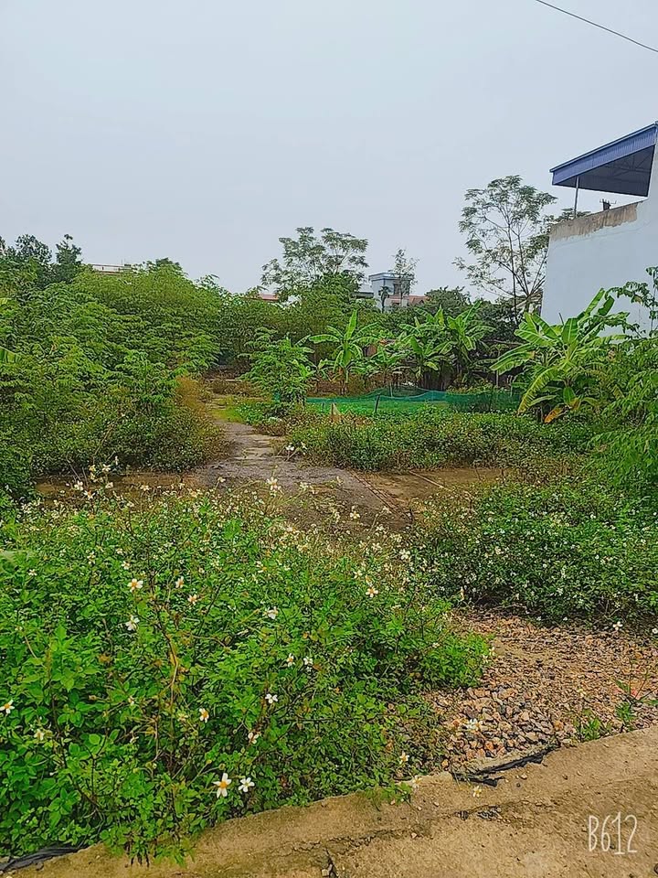 Lô Đất 60m² An Mỹ, Mỹ Đức giá 1 tỷ - Đầu tư sinh lời hấp dẫn!