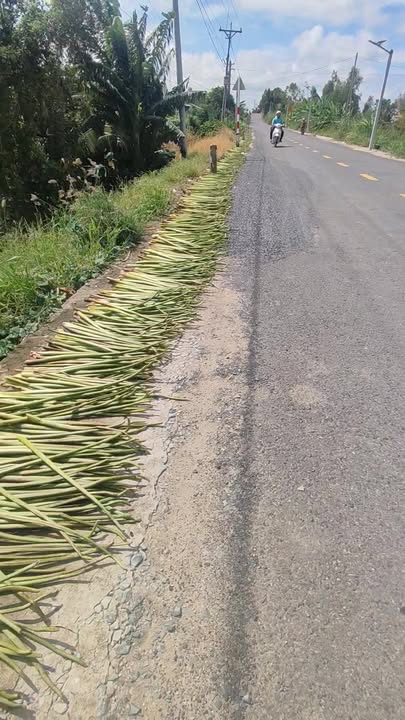 Đất nền mặt tiền 35m tại xã Phú Cường, Tam Nông - Diện tích 62.000m², giá 11.16 tỷ!