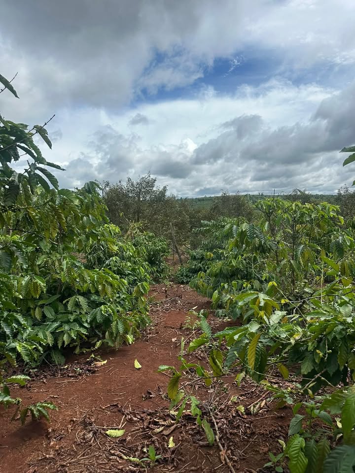 Đất nông nghiệp 1,5ha tại Ea Ral, Đắk Lắk giá 3,2 tỷ - Đầu tư sinh lời tốt!