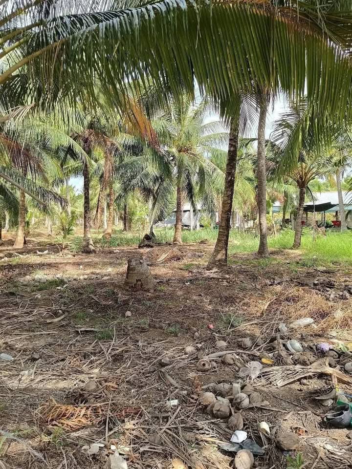 Đất nền Lộc Thuận, Bình Đại 1792m² giá 2.1 tỷ - Đầu tư sinh lời với 40 gốc dừa