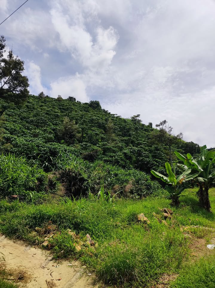 Đất thổ cư Lộc Thành, Bảo Lâm 360m² giá 290 triệu - Cơ hội đầu tư hấp dẫn!