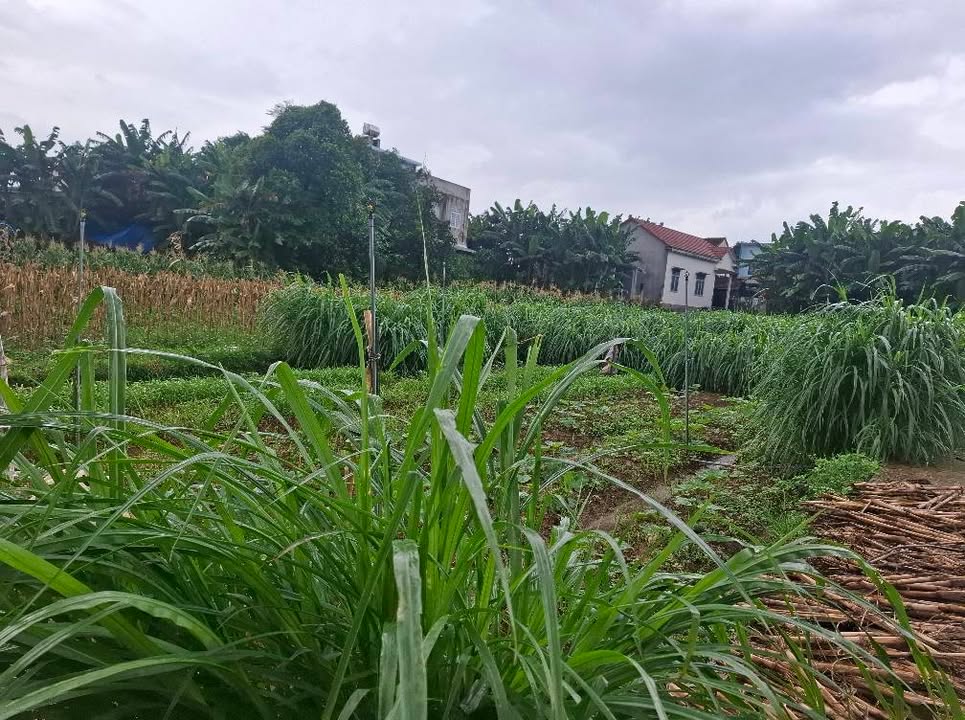 Đất nền Tịnh Hà, Sơn Tịnh 180m² - Cách bờ kè chỉ vài chục mét!