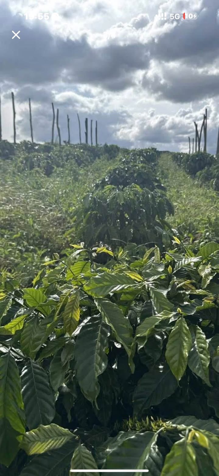 Đất nông nghiệp Nhân Đạo Đắk Nông 1,4ha giá 2.6 tỷ - Cơ hội đầu tư hấp dẫn!