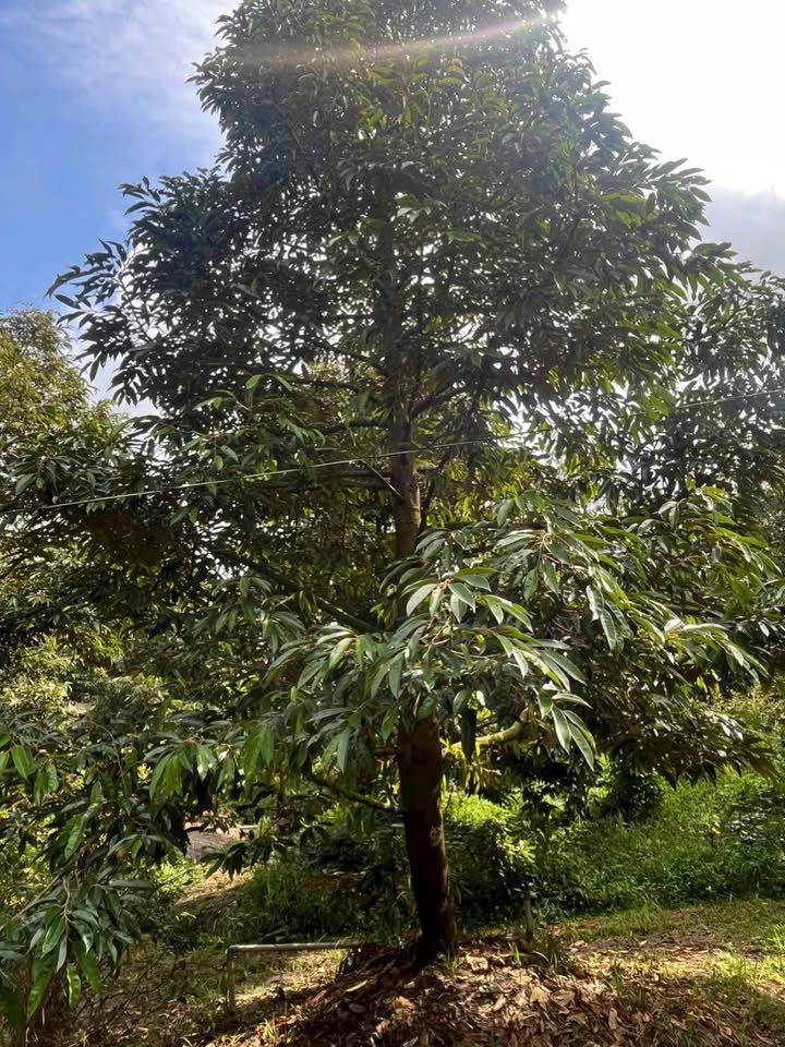 Bán Farm 6700m² tại An Thuận, Vĩnh Long - Đang cho trái tốt!