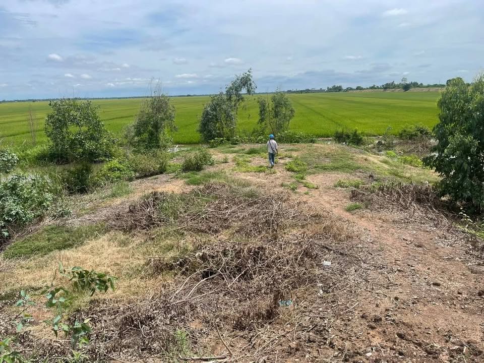 Đất nông nghiệp Phú Đức, Tam Nông 35.000m² giá 4.2 tỷ - Cơ hội đầu tư hấp dẫn!