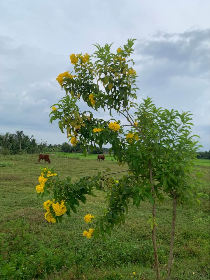 Đất nền Bảo Vinh Long Khánh 137m² giá 950 triệu - Cơ hội sở hữu không thể bỏ lỡ!