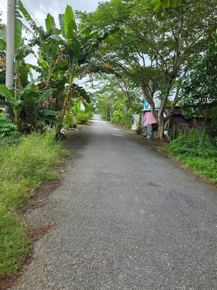 Đất vườn Trường Long Cần Thơ 1385m² giá 1.8 tỷ - Đầu tư lý tưởng!