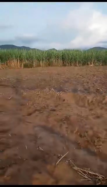 Đất rẫy 1ha1 tại Chư Mố, Ia Pa - Sổ đỏ chính chủ, giá chỉ 1.1 tỷ!