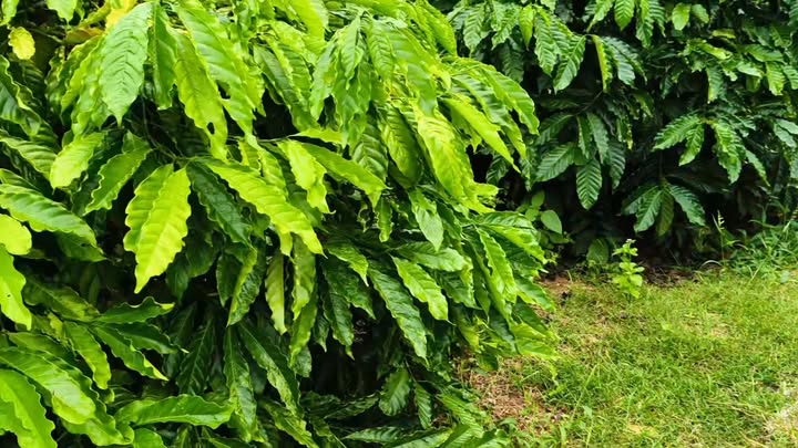 Đất Farm 3,6ha tại xã Dun, Chư Sê, Gia Lai giá 6,5 tỷ - Đầu tư sinh lời tiềm năng!