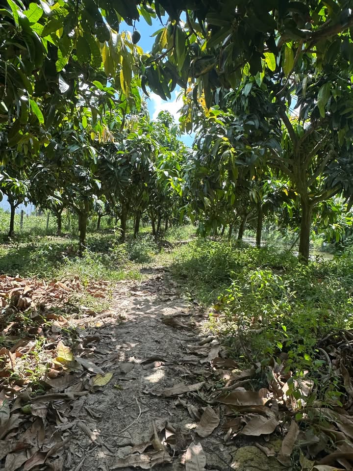 Đất vườn Tân Phú, Thanh Bình 7533m² giá 1.13 tỷ - Đầu tư sinh lời ngay!