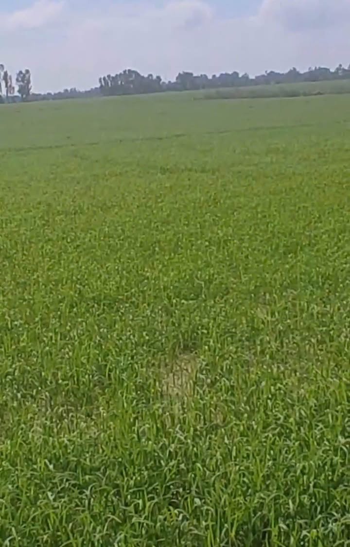 Đất nông nghiệp Gáo Giồng 61200m² giá 612 triệu - Đầu tư sinh lời hấp dẫn!