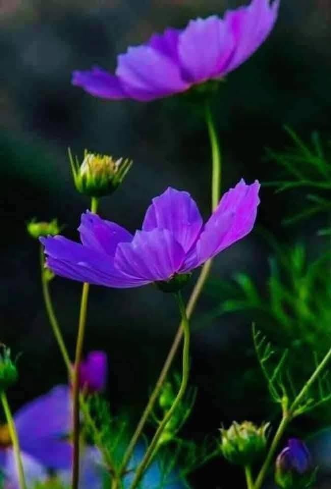 Đất nền Điện Nam Trung 100m² giá chỉ 990 triệu - Đầu tư sinh lời ngay!