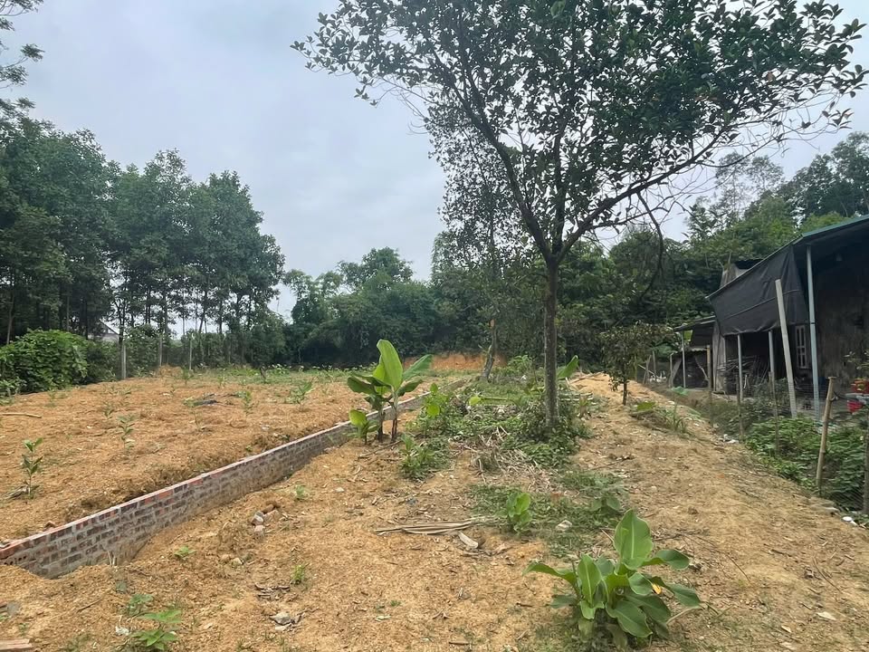 Đất nền 260m² khu 15 Hoàng Cương, Thanh Ba - Giá chỉ 900 triệu, đầu tư sinh lời cao!