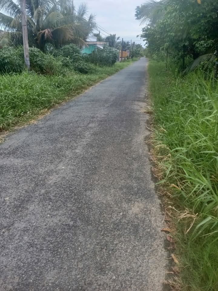 Đất mặt tiền lộ nhựa Mỹ Hoà, Ba Tri, Bến Tre 2900m² giá 900 triệu - Khu dân cư đông đúc!