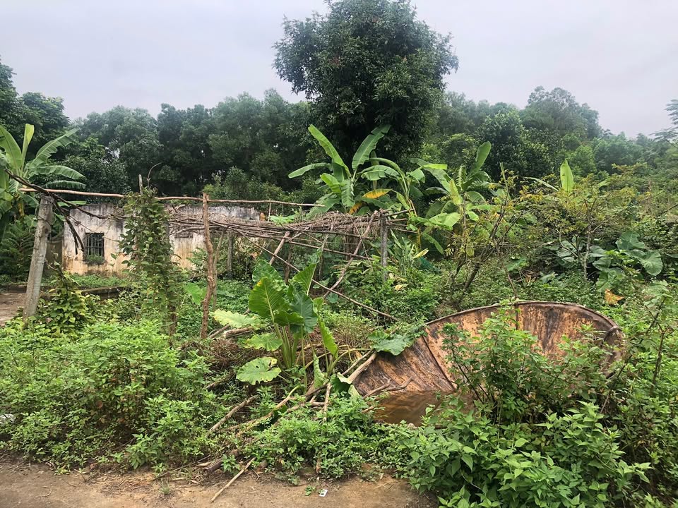 Đất nền Tùng Thiện Sơn Tây 500m² giá 3 tỷ - Đầu tư sinh lời ngay!