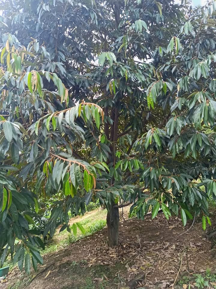 Farm 4Ha Đạ Tồn, Đạ Huoai, Lâm Đồng giá 4,5 tỷ - Đầu tư sinh lời từ vườn sầu riêng!