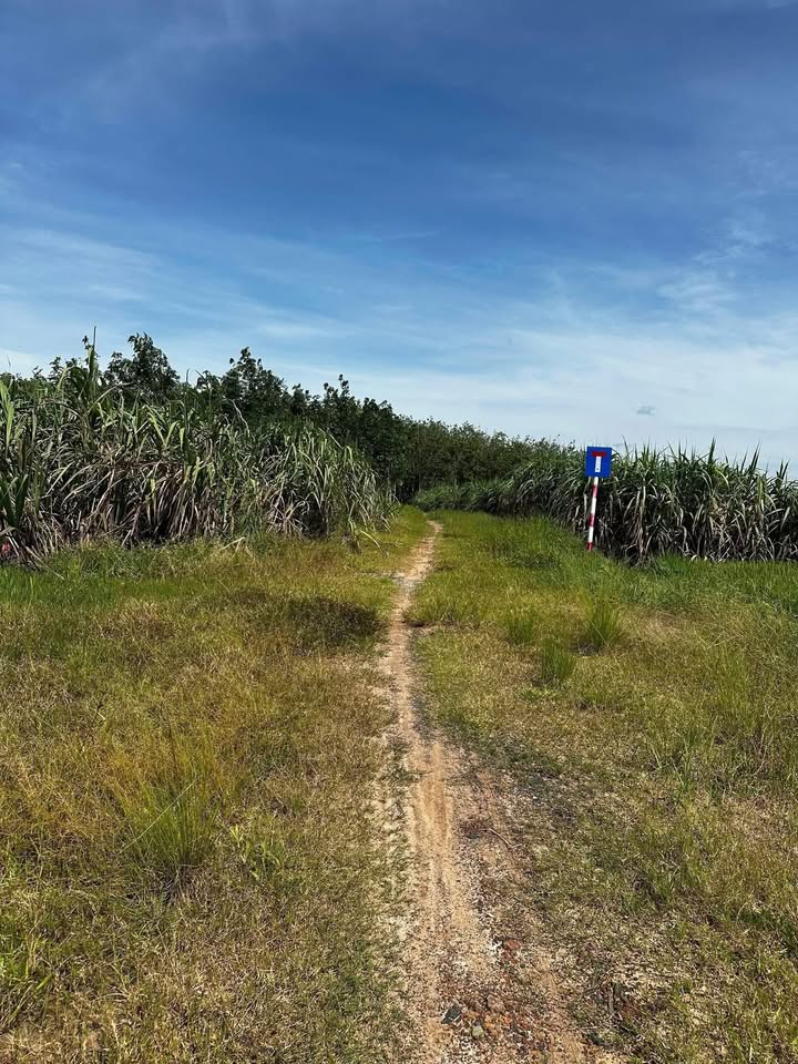 Đất nền ấp Thạnh Tân, xã Thạnh Tây, 20,000m² giá 500 triệu - Đầu tư hấp dẫn!