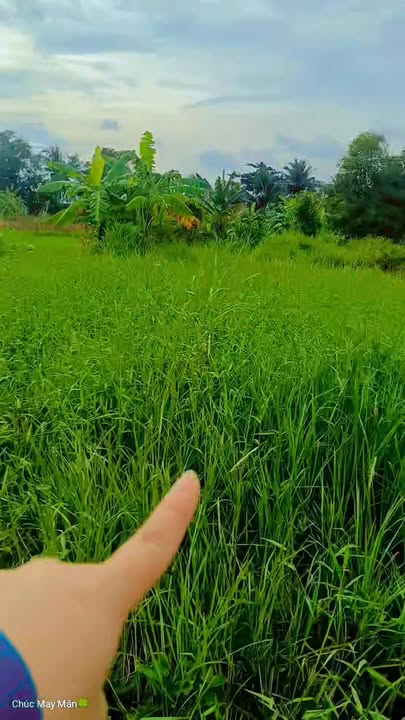 Đất nền Vĩnh An, Ba Tri, Bến Tre 640m² giá chỉ 390 triệu - Đầu tư sinh lời cao!