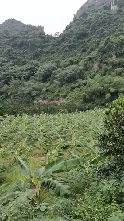 Đất trồng cây lâu năm tại Cao Dương, Thanh Oai 9657m² - Giá chỉ 5.794 tỷ VND!