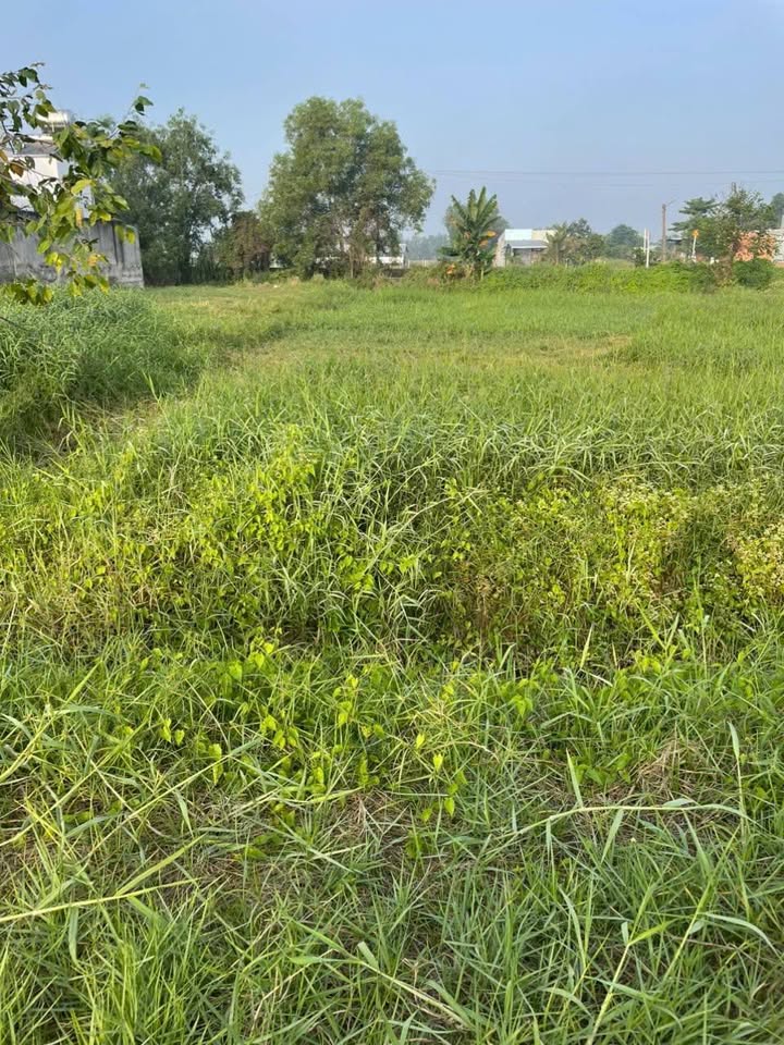 Đất thổ cư chính chủ 175m² xã Mỹ Hạnh Nam, giá 1.78 tỷ - Sổ hồng riêng