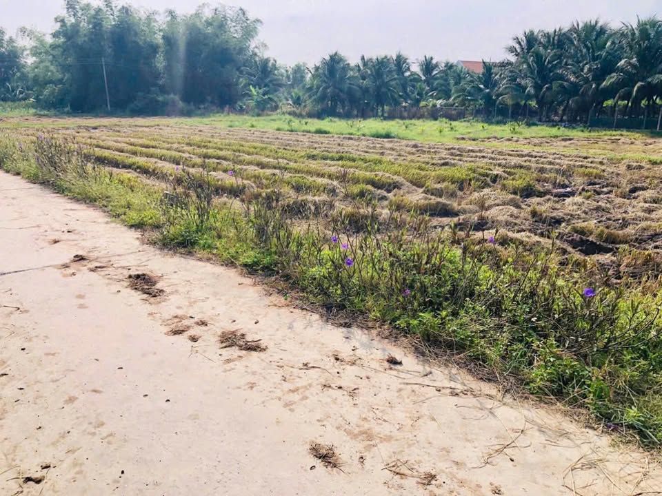 Lô đất Ninh Thọ, Ninh Hòa 100m² giá 499 triệu - Tiềm năng sinh lời cao!