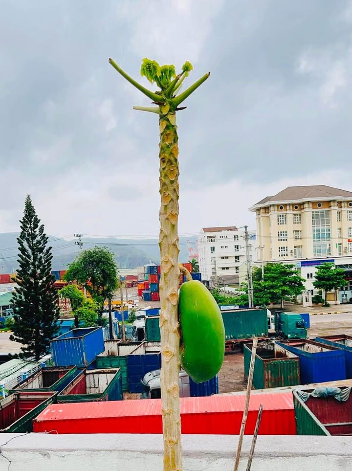 Mặt tiền đường Tú Mỡ, TP Quy Nhơn 73.75m² giá 2.25 tỷ - Sổ hồng chính chủ!