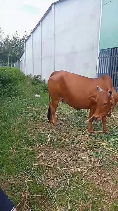 Đất thổ cư 165m² tại Tân Hội, Tân Châu - Giá 370 triệu, thương lượng ngay!