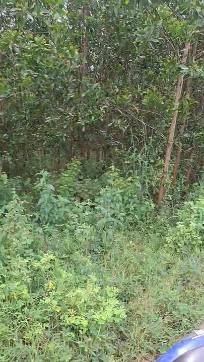 Đất nền Xuân Thành 5300m² giá 3 tỷ - Mặt tiền bê tông rộng rãi