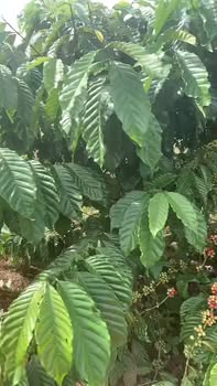 Đất vườn 10.000m² tại Thôn 9, Ea Khăl, Đắk Lắk - Giá chỉ 612 triệu, thương lượng chính chủ!