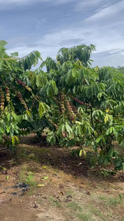 Đất nền 2 sào Hòa Ninh, Di Linh giá 1 tỷ - Ô tô vào tận nơi!