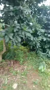 Đất kinh doanh 30.700m² xã Quảng Phú, Lâm Đồng - Sổ đỏ chính chủ, giá chỉ 5.5 tỷ!