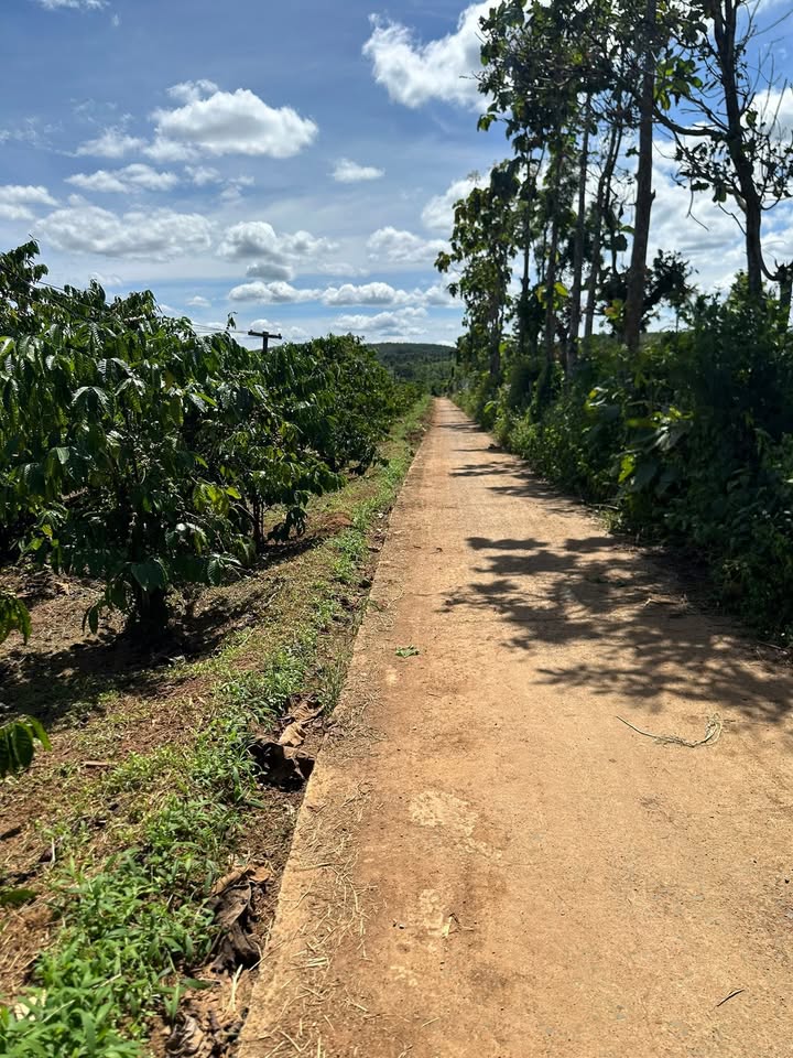 Farm đất nền Ea Khăl, Ea H’Leo, Đắk Lắk 8009m² giá 2.25 tỷ - Đầu tư sinh lời ngay!