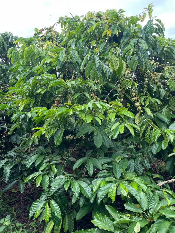 Đất nền Café tại Tân Hội, Đức Trọng 10,800m² giá 2.1 tỷ - Đầu tư sinh lời ngay lập tức!