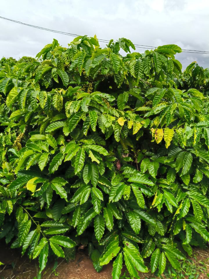 Đất nông nghiệp 3,6ha tại xã Dun, Chư Sê - Giá 6.1 tỷ, tiện ích đầy đủ!