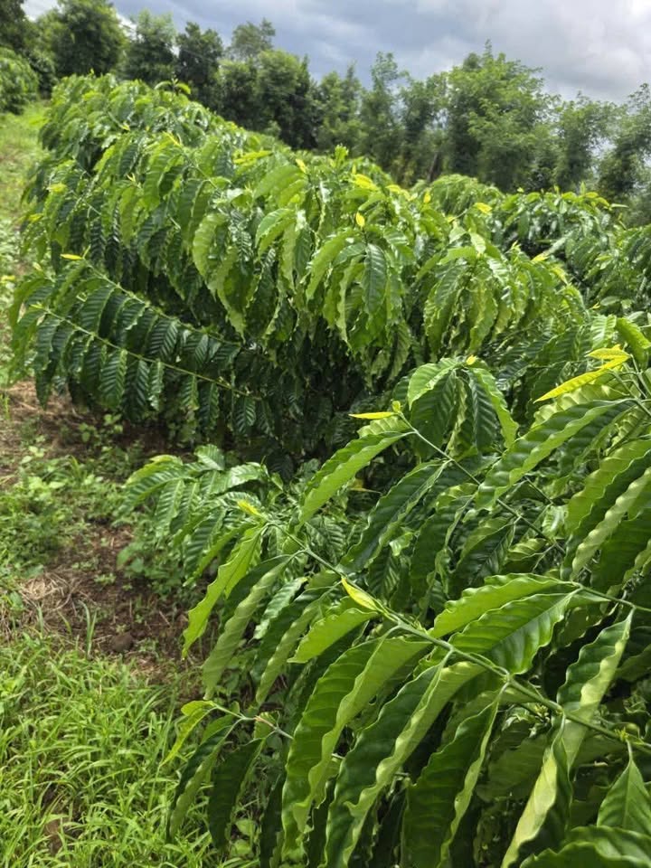 Đất nền 1.3ha tại Quảng Hiệp, Cư M'gar - Đất sỏi đỏ, giá chỉ 7.479 tỷ!