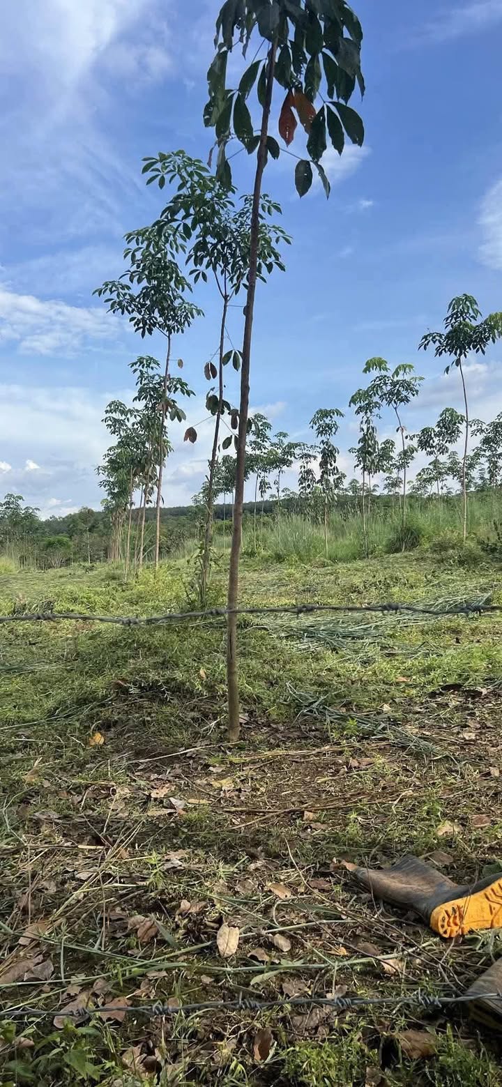 Đất cao su 9,6 sào tại Phú Nghĩa, Bù Gia Mập chỉ 1 tỷ - Cơ hội đầu tư tuyệt vời!