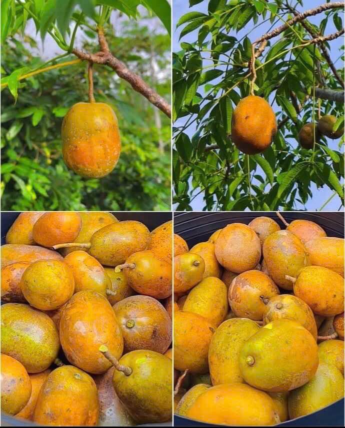 Bán đất mặt tiền đường D5 Trà Vinh 885,6m² giá 12 tỷ - Đầu tư sinh lời ngay!