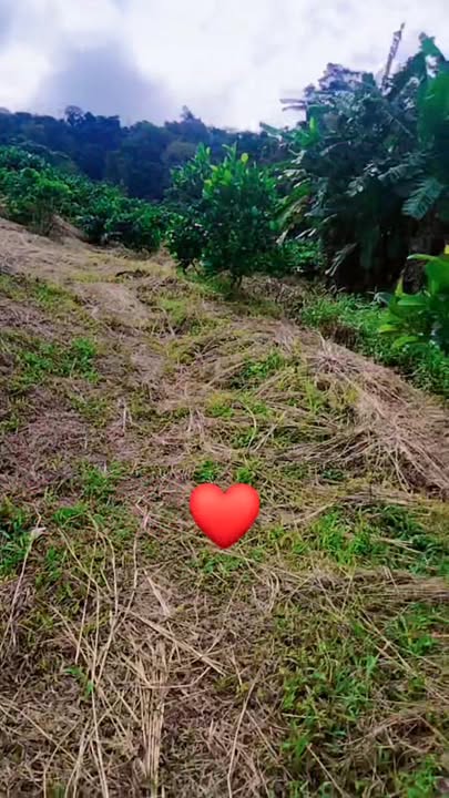 Đất vườn Quảng Tâm Tuy Đức 2ha giá 1.55 tỷ - Đầu tư sinh lời ngay!